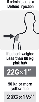 Simple diagram of person with arrow pointing to deltoid titled `If administering a Deltoid injection`. Followed by, if patient weighs: Less than 90 kg pink hub 22Gx1". If patient weighs 90 kg or more, yellow hub 22Gx1.5".